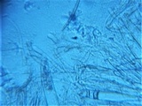 Geoglossum fallax image
