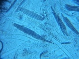 Geoglossum fallax image