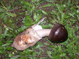 Amanita pachycolea image