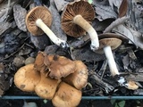 Cortinarius lewisii image