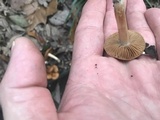 Cortinarius lewisii image