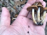 Cortinarius lewisii image