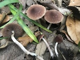 Psathyrella bipellis image
