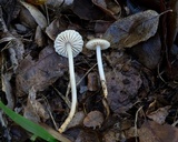 Marasmius albogriseus image