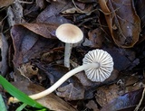 Marasmius albogriseus image