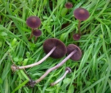 Psathyrella bipellis image