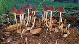 Parasola conopilea image