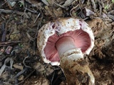 Agaricus bitorquis image
