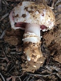 Agaricus bitorquis image