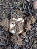 Agaricus bitorquis image