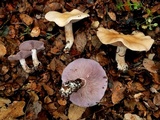 Lepista sordida image