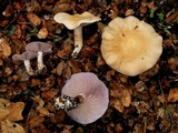 Lepista sordida image