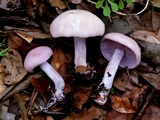 Lepista sordida image