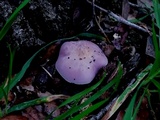 Lepista sordida image