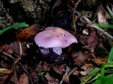 Lepista sordida image
