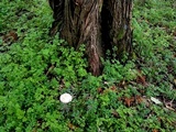 Lepista sordida image