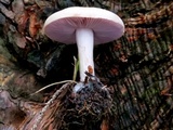 Lepista sordida image