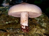 Lepista sordida image
