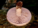 Lepista sordida image