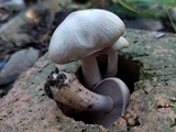 Lepista sordida image