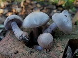 Lepista sordida image