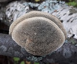 Gloeophyllum trabeum image