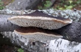 Gloeophyllum trabeum image