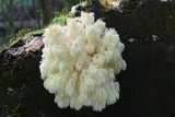 Hericium alpestre image