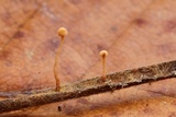 Heyderia cucullata image