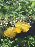 Naematelia aurantia image