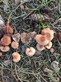 Gymnopus brassicolens var. brassicolens image