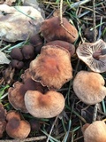Gymnopus brassicolens var. brassicolens image