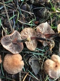 Gymnopus brassicolens var. brassicolens image