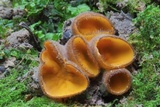 Humaria aurantia image