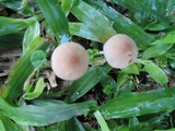 Conocybe apala image