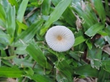 Parasola leiocephala image