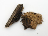 Sphaerobolus stellatus image
