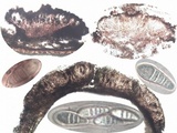 Arthonia cinnabarina image