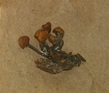 Cudonia circinans image