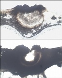 Sticta limbata image