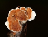 Gloeoporus dichrous image