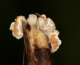 Gloeoporus dichrous image