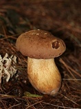 Tylopilus felleus image