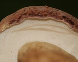 Tylopilus felleus image