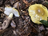 Tricholoma subsejunctum image