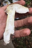 Tricholoma subsejunctum image