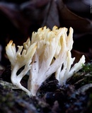 Clavulina rugosa image