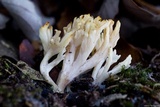 Clavulina rugosa image