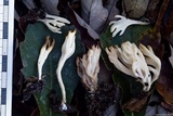 Clavulina rugosa image