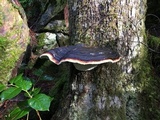 Fomitopsis mounceae image
